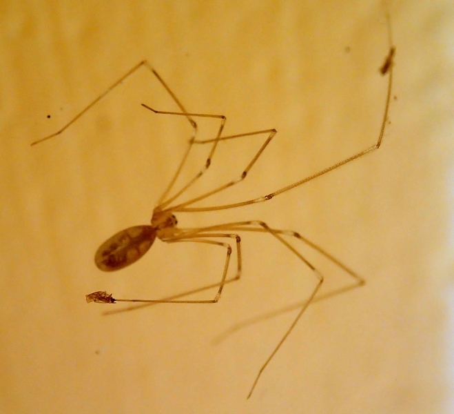 Pholcus phalangioides; Holocnemus pluchei - Treviso (TV)